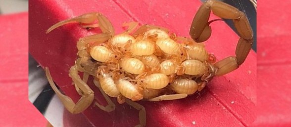 Khoảnh khắc thấm đượm tình mẫu tử khi bọ cạp mẹ cõng đàn con trên lưng để bảo vệ chúng bỗng trở nên rợn người khi vài sự thật được tiết lộ