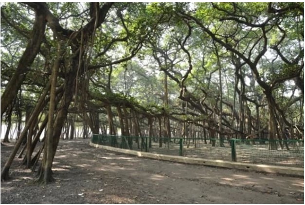 Cây đa cổ thụ rộng nhất thế giới, cành cao nhất cũng phải ngang ngửa tòa nhà 6 tầng