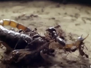 Clip: Đàn kiến đông đúc bu lại tiêu diệt bọ cạp như kiểu 'kiến giết voi'