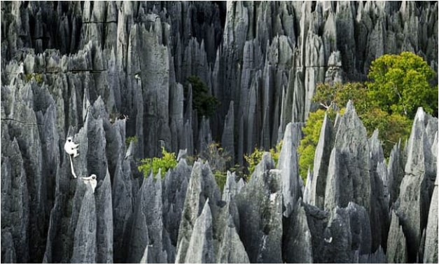 Phát hiện rừng đá Bemaraha của Madagascar - mê cung tự nhiên lớn nhất thế giới