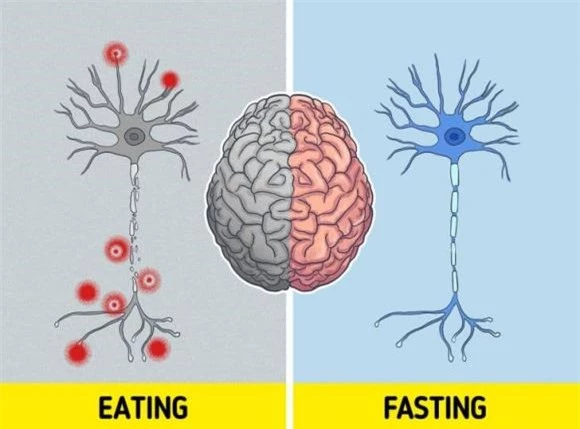 nhịn ăn, điều xảy ra với cơ thể khi nhịn ăn, kiến thức
