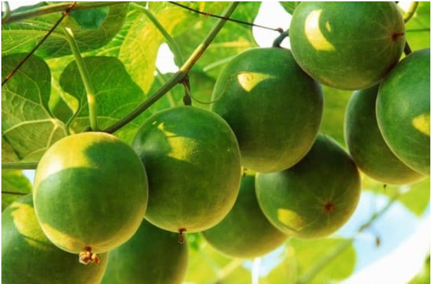 Nó được gọi là 'trái thần tiên', ngọt hơn đường mía gấp 250 lần nhưng lại giúp hạ đường huyết, phòng ung thư