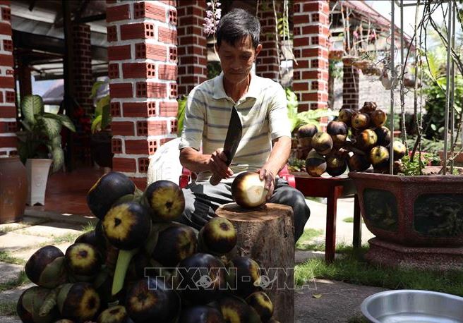 Giữa mùa nắng hạn, người dân miền Tây 'hốt bạc' từ cây đặc sản