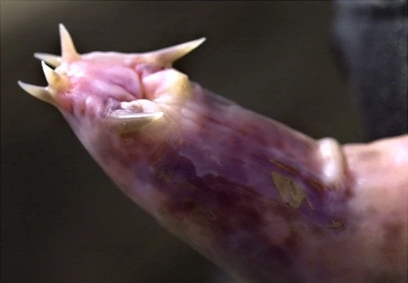 Cá mù,10 sự thật về loài cá mù 'nhầy nhụa'