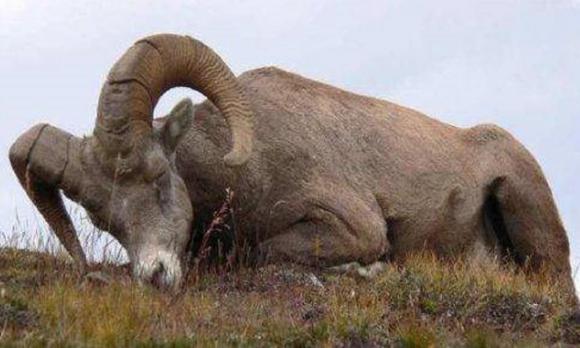 Hầu hết các loài động vật đều nằm sấp khi ngủ, tại sao con người lại nằm ngửa?