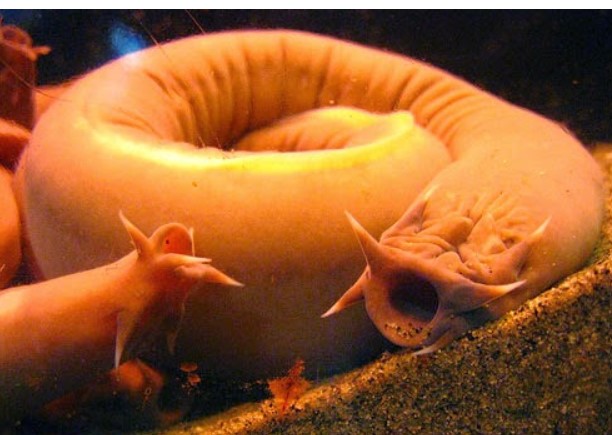 10 sự thật về loài cá mù 'nhầy nhụa'