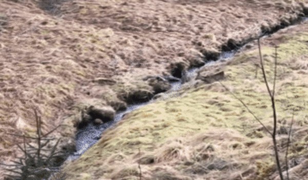 Clip: Chim đại bàng vàng sà xuống tấn công con nai, đây là loài chim có thể giết chết cả sói xám