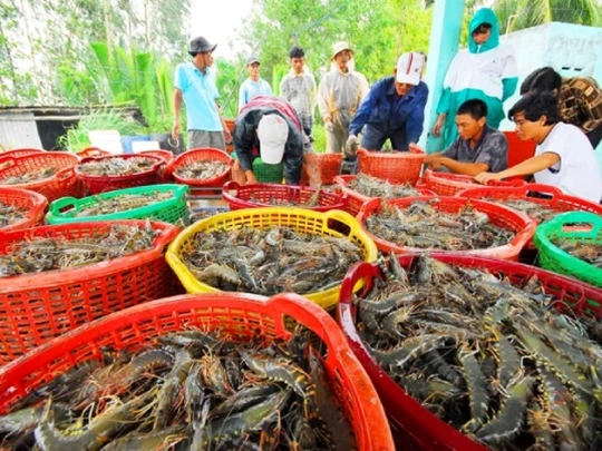 Giá tôm thấp kỷ lục do dư cung toàn cầu: Doanh nghiệp Việt cần ứng phó ra sao?