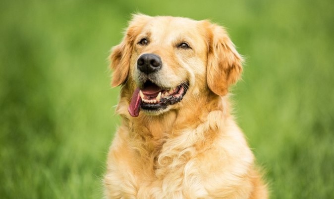 Người xưa nói" "6 con vật là đệ tử Thần Tài, đến nhà ai nhà đó giàu tiền tiêu không hết", đừng đuổi đi