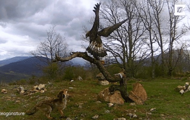 Clip: Đại bàng và cáo đánh nhau vì muốn độc chiếm bữa ăn, kẻ lì lợm nào đã chiến thắng?