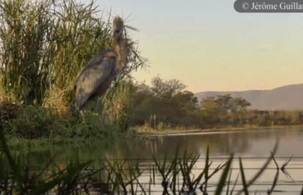 Clip: Diệc khổng lồ hết bị kỳ đà phá đám lại bị đại bàng 2 lần sà xuống đánh phủ đầu