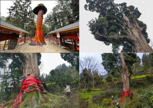 Cây gỗ quý hiếm 4300 tuổi cao 11 mét - kiệt tác thiên nhiên: Chủ nhân từ chối dù được trả 864 tỷ