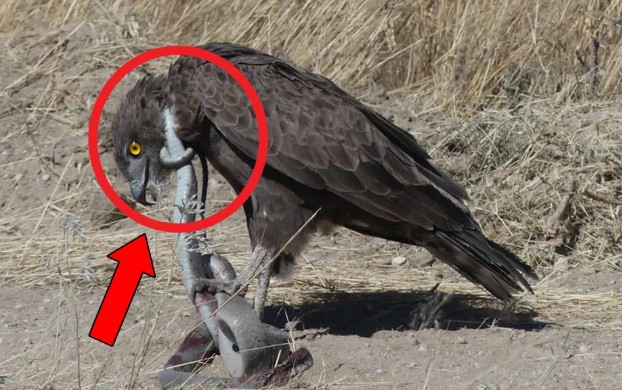 Độc tố thuộc top 5 rắn độc thế giới, Mamba đen vẫn là mục tiêu của đại bàng: Kết cục ra sao?