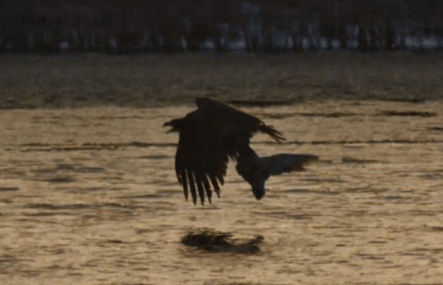 Clip: Vịt cổ xanh vừa thò đầu lên mặt nước đã bị đại bàng tóm lấy và cái kết đầy bất ngờ