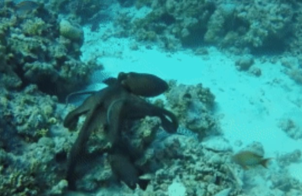 Clip: Bạch tuộc lững thững đi săn mồi gặp ngay đối thủ cực kỳ 'khó nhằn'