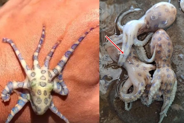 Bí ẩn về loại bạch tuộc có nọc độc gấp 50 lần rắn hổ mang: Xuất hiện ở biển Việt Nam, 25g nọc độc có thể làm tử vong 10 người