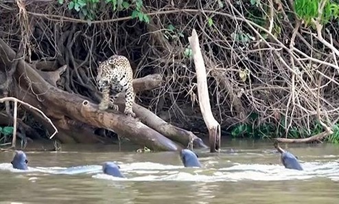 Clip: Báo đốm săn mồi trong lãnh địa bầy rái cá, bị tấn công tới chảy máu chân