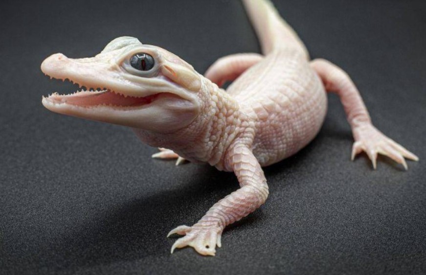 Trên thế giới chỉ có 8 con cá sấu màu trắng: Tất cả đều mắc chung 1 bệnh, không phải là bạch tạng