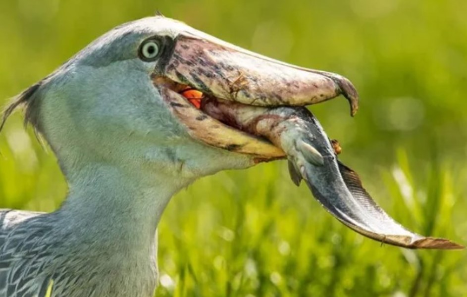 Loài chim là kẻ thù của cá sấu, gặp con người sẽ cúi chào, nhưng lại bị cho là điều xui?