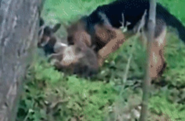 Clip: Chó sói bị hai chó Béc giê tấn công bên bìa rừng, cái kết bi thảm cho kẻ săn mồi hoang dã