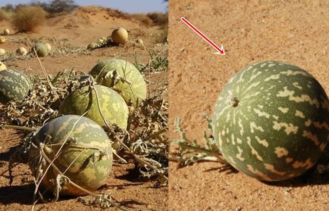 Tại sao không ai dám ăn dưa hấu mọc giữa sa mạc: 'Vén màn' bí ẩn cạm bẫy đằng sau