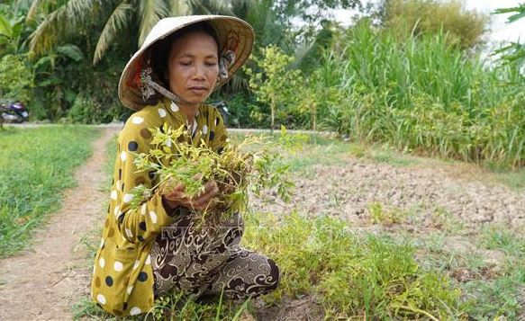 Nắng nóng gay gắt gây thiệt hại rau màu của nông dân