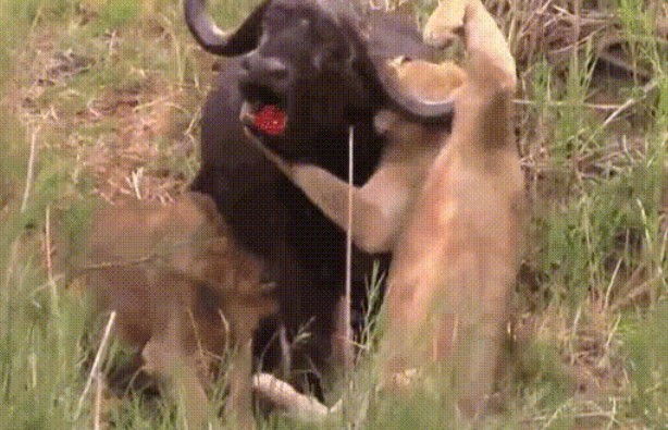 Clip: Trâu rừng ‘1 cân 5’ sư tử, tung cú húc cực mạnh đâm thủng ngực kẻ săn mồi: Kết cục bi thảm