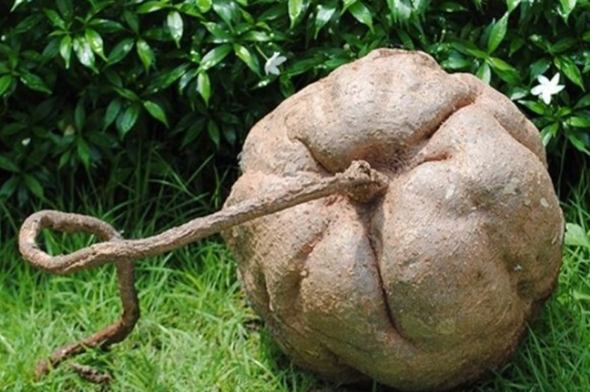 &#xD4;ng n&#xF4;ng d&#xE2;n &#x111;&#xE0;o &#x111;&#x1B0;&#x1EE3;c c&#x1EE7; s&#x1EAF;n d&#xE2;y 400 kg sau ng&#xF4;i nh&#xE0; c&#x1ED5;, h&#xF3;a ra l&#xE0; kho b&#xE1;u ti&#x1EC1;n t&#x1EF7;, l&#x1EAD;p t&#x1EE9;c gi&#xE0;u sau 1 &#x111;&#xEA;m