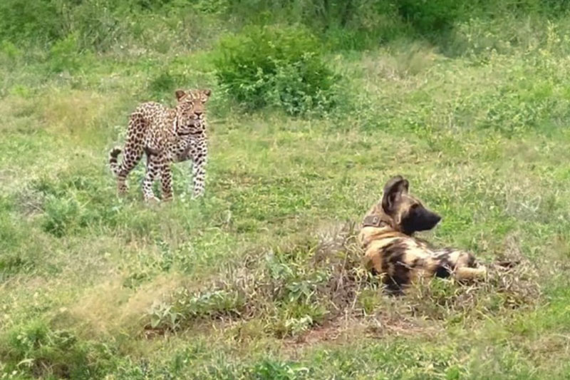 Tham vọng săn chó hoang của báo hoa mai và cái kết không như mơ