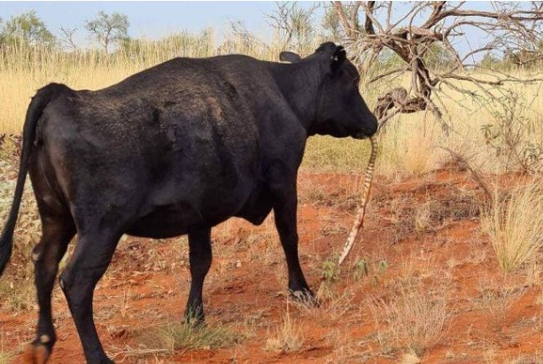 Hiện tượng bò nuốt chửng rắn ở Australia là sự bất thường trong chuỗi thức ăn của trái đất?