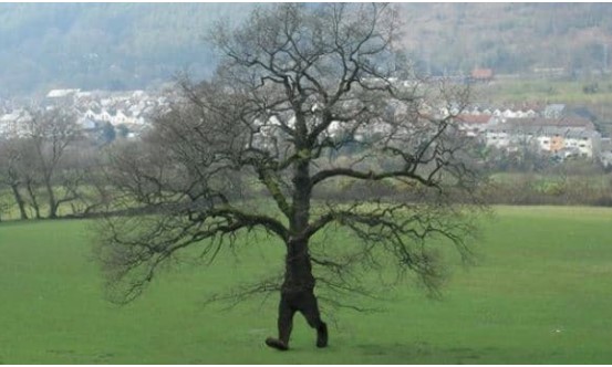 Dân bản địa tìm thấy một loại cây biết 'đi bộ' 20m/năm? Khoa học lý giải ra sao về hiện tượng này?