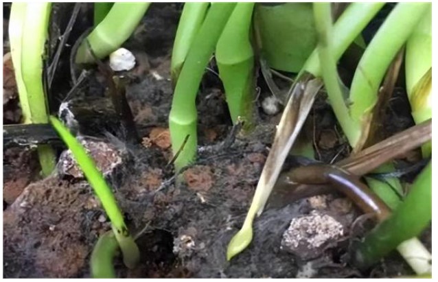 Nếu thấy chậu hoa xuất hiện hiện tượng này, đừng suy nghĩ nhiều, đó là tín hiệu cần 'thay chậu, thay đất'