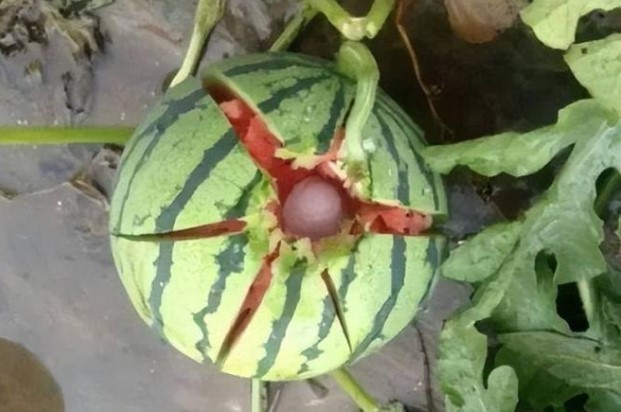 Tại sao người nông dân trồng dưa lại thường đập nát những quả dưa hấu mới hái xuống đất không thương tiếc, lý do là gì?