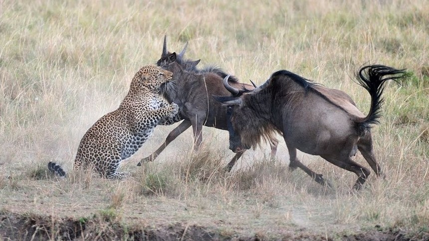 Clip: Linh dương đầu bò húc văng báo hoa mai để bảo vệ con