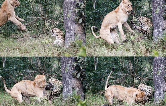 Làm thế nào mà báo hoa mai có thể sinh sống ở Châu Phì dù bị sư tử truy đuổi rất gắt gao?