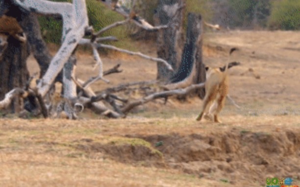Clip:Báo hoa mai bị sư tử đuổi sát nút, hồi hộp theo dõi màn rượt đuổi thót tim này!