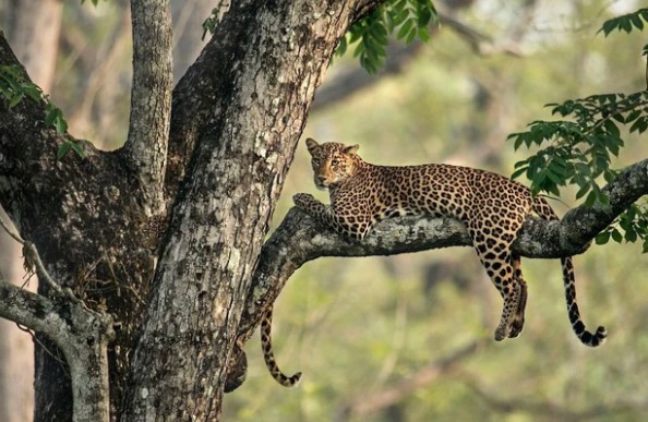Góc tinh mắt: Trong bức ảnh này có 2 mẹ con báo hoa mai, đố bạn tìm thấy báo con đang ở đâu?