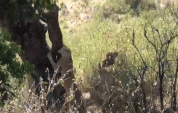 Clip: Báo hoa mai bất ngờ tấn công, kéo lê con nghé vào bụi rậm: Trâu mẹ điên cuồng lao vào cứu 'quý tử' - Kết cục ra sao?