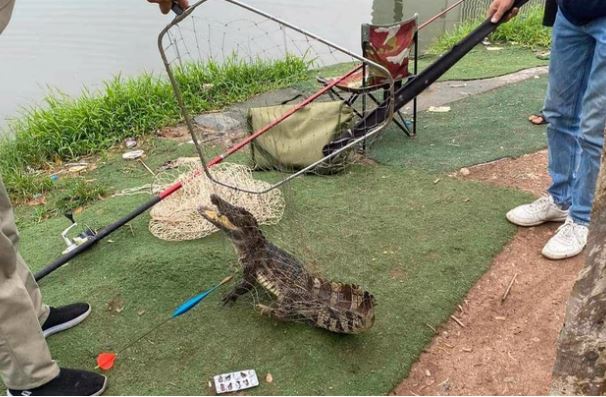 Cần thủ bắt được cá sấu dài gần 1m ở hồ câu Hà Nội gây sốt mạng