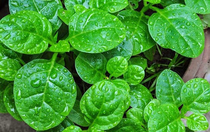 4 nhóm người tuyệt đối không ăn rau mồng tơi kẻo 'rước họa'