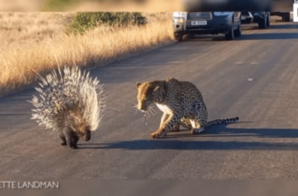 Clip: Bị cơn đói điên cuồng thúc giục, báo hoa mai dù 2 chân đầm đìa máu vẫn tấn công nhím: Kết quả ra sao?