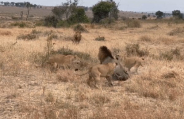 Clip: Hỗn chiến trên thảo nguyên, 3 con sư tử cái đang 'bắt nạt' báo hoa mai, bỗng sư tử đực lao vào, kết cục ra sao?
