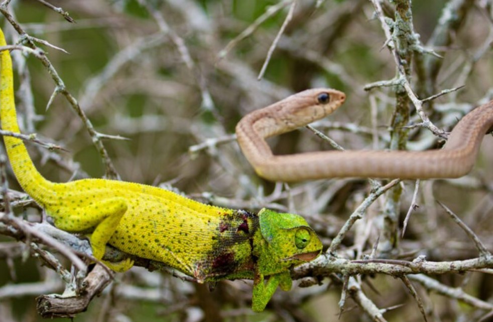 Clip: Bị loài rắn kịch độc tấn công, chú tắc kè hoa đáp trả như một "chiến binh"