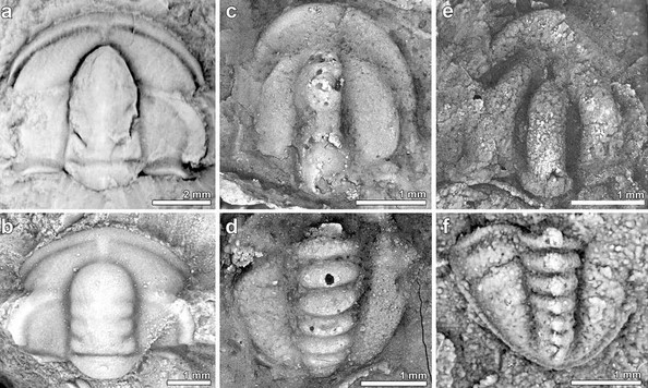 Vỏ Trái Đất dịch chuyển khiến nhiều loài động vật biến mất