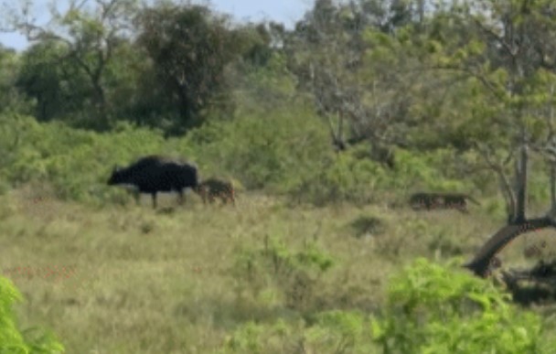 Clip: Báo hoa mai rình rập vồ lấy nghé con lúc trâu mẹ quay đi - Cái kết bất ngờ