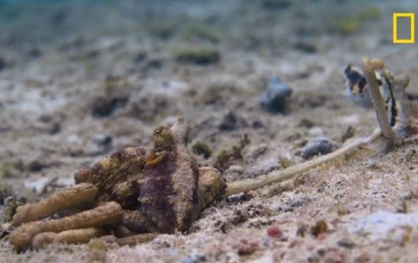 Cảnh hiếm hoi bạch tuộc giao phối bất thường gây bất ngờ cho giới khoa học