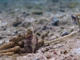 Cảnh hiếm hoi bạch tuộc giao phối bất thường gây bất ngờ cho giới khoa học