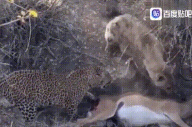 Clip: Báo hoa mai bị linh cẩu mò đến cướp thức ăn, kẻ nào sẽ chiến thắng cuối cùng?