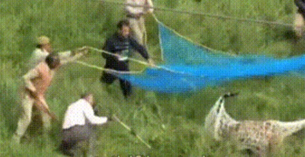 Clip: Báo hoa mai bị bắn thuốc mê vẫn phản kháng mạnh mẽ: 'Xé lưới' tấn công 2 người, kết cục bi thảm