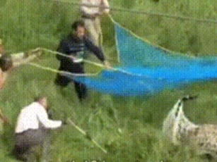 Clip: Báo hoa mai bị bắn thuốc mê vẫn phản kháng mạnh mẽ: 'Xé lưới' tấn công 2 người, kết cục bi thảm